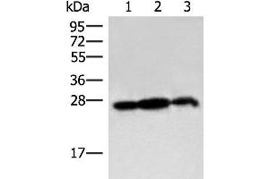 Western blot analysis of 293T cell and Rat brain tissue lysates using PDAP1 Polyclonal Antibody at dilution of 1:400 (PDAP1 antibody)
