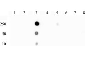 NFkB p65 phospho Ser529 pAb tested by dot blot analysis.