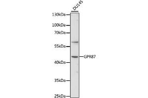 Western blot analysis of extracts of DU145 cells, using GPR87 antibody (ABIN7267313) at 1:1000 dilution. (GPR87 antibody  (AA 250-350))