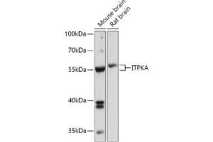 Western blot analysis of extracts of various cell lines, using ITPKA antibody (ABIN7267885) at 1:1000 dilution.