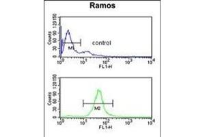 B3GALT6 Antibody (C-term) (ABIN651201 and ABIN2840128) flow cytometric analysis of Ramos cells (bottom histogram) compared to a negative control cell (top histogram). (B3GALT6 antibody  (C-Term))