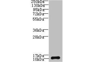 SH3BGRL3抗体（AA 2-93）