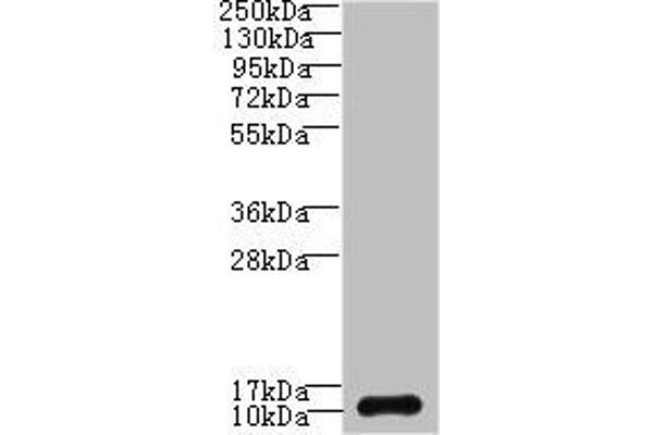 SH3BGRL3 Antikörper  (AA 2-93)