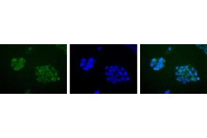 Image no. 5 for anti-Apurinic/Apyrimidinic Endonuclease 1 (APEX1) antibody (ABIN363379) (APEX1 antibody)