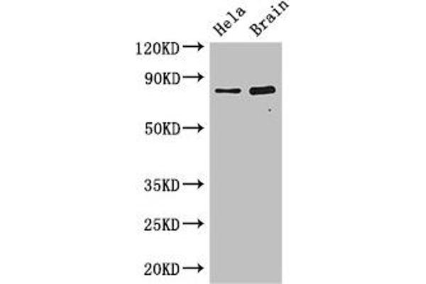 ING3 anticorps  (AA 51-223)