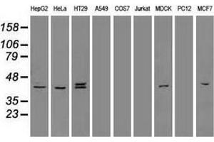 Western blot analysis of extracts (35 µg) from 9 different cell lines by using anti-KRT19 monoclonal antibody. (Cytokeratin 19 antibody  (AA 240-390))
