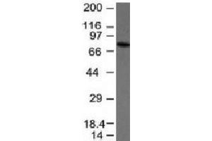 Western blot analysis of anti-IgM antibody and Raji cell lysate. (Mouse anti-Human IgM Antibody)