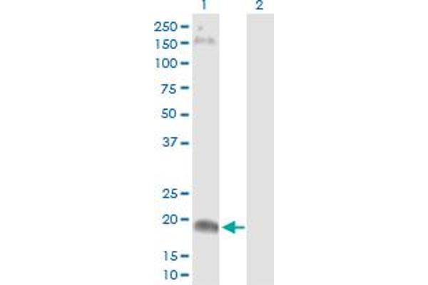 Claudin 15 antibody  (AA 1-228)