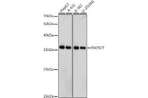 Western blot analysis of extracts of various cell lines, using EXOSC7 antibody (ABIN7267064) at 1:1000 dilution. (EXOSC7 antibody)