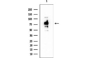 Western blot analysis of lysates from Rat brain, using Synapsin I Mouse Monoclonal Antibody at 1/1000 dilution.