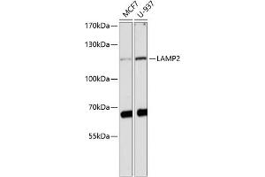 Western blot analysis of extracts of various cell lines, using L antibody (ABIN3023693, ABIN3023694, ABIN3023695 and ABIN6219112) at 1:1000 dilution. (LAMP2 antibody  (AA 30-300))