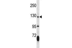 JAK2 antibody western blot analysis in mouse lung tissue lysate. (JAK2 antibody  (AA 666-694))