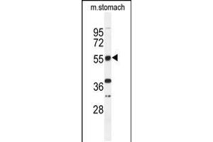Western blot analysis of TOX3 Antibody in mouse stomach tissue lysates (35ug/lane) (TOX3 antibody  (AA 214-242))