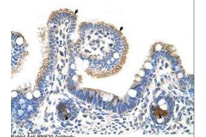 Image no. 1 for anti-Ring Finger Protein 39 (RNF39) (AA 21-70) antibody (ABIN6736652) (RNF39 antibody  (AA 21-70))