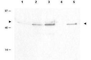 Western blot using  Affinity Purified anti-Cyclin B1 pS126 antibody shows detection of a band ~48 kDa corresponding to phosphorylated human Cyclin B1 (arrowheads) in various whole cell lysates.