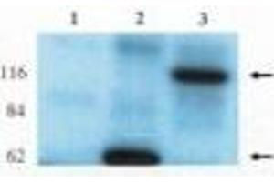 Image no. 1 for anti-rho/rac Guanine Nucleotide Exchange Factor (GEF) 2 (ARHGEF2) (AA 2-447) antibody (ABIN793598) (ARHGEF2 antibody  (AA 2-447))