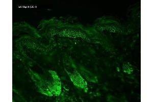 Immunohistochemistry (IHC) image for anti-Heat Shock 60kDa Protein 1 (Chaperonin) (HSPD1) antibody (ABIN361785)