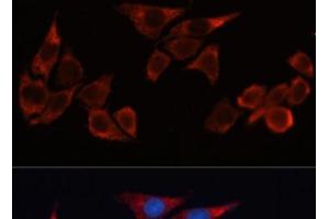 Immunofluorescence analysis of HeLa cells using HO-1 Polyclonal Antibody at dilution of 1:100 (40x lens). (HMOX1 antibody)