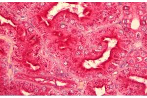ABIN625823 (5µg/ml) staining of paraffin embedded Human Kidney. (GNAQ antibody  (AA 162-175))