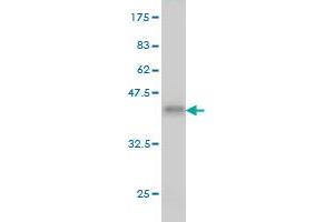 Western Blot detection against Immunogen (36. (PDE3B antibody  (AA 401-500))