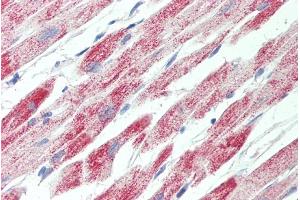 ABIN2613390 (5µg/ml) staining of paraffin embedded Human Heart. (ATP5C1 antibody  (C-Term))