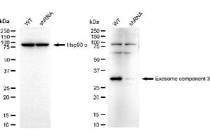 Western blotting analysis using exosome component 3 antibody (ABIN7798548).