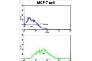 Flow cytometric analysis of MCF-7 cells using CDH9 Antibody (bottom histogram) compared to a negative control cell (top histogram). (Cadherin 9 antibody  (C-Term))