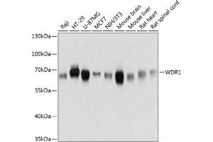 Western blot analysis of extracts of various cell lines using WDR1 Polyclonal Antibody at dilution of 1:3000. (WDR1 antibody)
