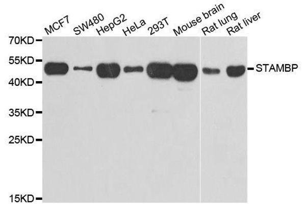 STAMBP antibody  (AA 100-270)