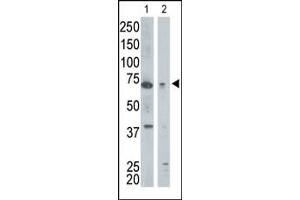 GGA1 antibody  (N-Term)