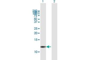 Western Blot analysis of PI3 expression in transfected 293T cell line by PI3 MaxPab polyclonal antibody. (PI3 antibody  (AA 1-117))
