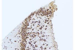 ABIN6276721 at 1/100 staining Mouse brain tissue by IHC-P. (CST3 antibody)