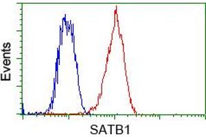 Image no. 5 for anti-SATB Homeobox 1 (SATB1) antibody (ABIN1500813) (SATB1 antibody)