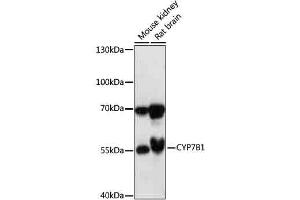 Western blot analysis of extracts of various cells, using CYP7B1 antibody (ABIN7266660) at 1:1000 dilution. (CYP7B1 antibody  (AA 200-300))