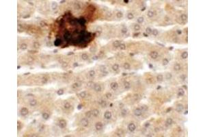 Immunohistochemical staining of rat liver cells with SYTL5 polyclonal antibody  at 5 ug/mL. (SYTL5 antibody  (N-Term))