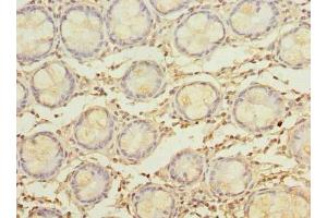 MYADM antibody  (AA 1-40)