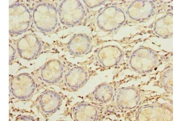 MYADM antibody  (AA 1-40)