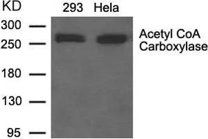 Western blot analysis of extracts from 293 and Hela cells using Acetyl CoA Carboxylase Antibody.