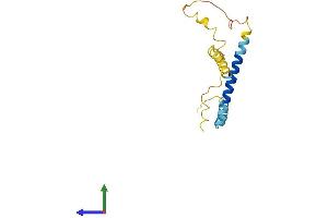 AlphaFold protein structure predicition of Mouse Recombinant Eva1a Protein, UniprotID Q91WM6 (TMEM166 Protein (AA 1-156) (His tag))
