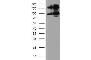 Western Blotting (WB) image for anti-Dipeptidyl-Peptidase 9 (DPP9) antibody (ABIN1497903) (DPP9 antibody)