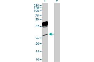 KLRC1 antibody  (AA 1-233)