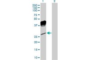 KLRC1 anticorps  (AA 1-233)