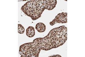 Immunohistochemical analysis of A on paraffin-embedded Human placenta tissue. (QKI antibody  (N-Term))