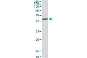 Aminomethyltransferase antibody  (AA 1-289)