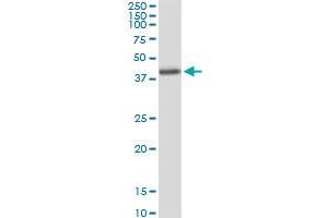 AMT MaxPab rabbit polyclonal antibody. (Aminomethyltransferase antibody  (AA 1-289))