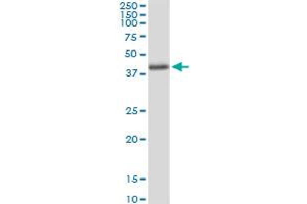 Aminomethyltransferase antibody  (AA 1-289)
