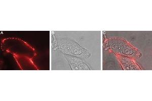 Immunocytochemistry (ICC) image for anti-Ret Proto-Oncogene (RET) (AA 541-553), (Extracellular) antibody (ABIN7043600)