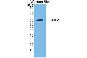 Detection of Recombinant PAM, Human using Polyclonal Antibody to Peptidylglycine Alpha Amidating Monooxygenase (PAM) (PAM antibody  (AA 21-288))