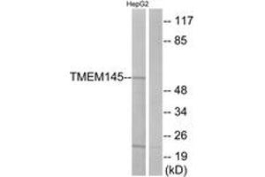 Western blot analysis of extracts from HepG2 cells, using TMEM145 Antibody. (TMEM145 antibody  (AA 58-107))