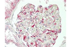 Formalin-fixed and paraffin-embedded H. (STAC2 antibody  (N-Term))
